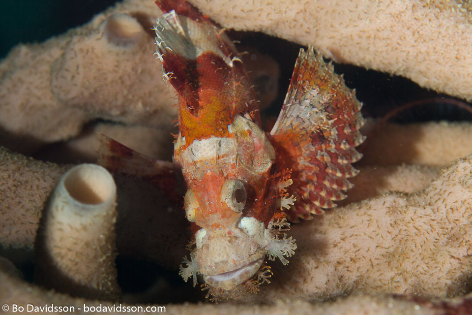 BD-160102-Kalanggaman-2028-Scorpaenopsis-possi.-Randall---Eschmeyer.-2001-(Poss's-scorpionfish].jpg